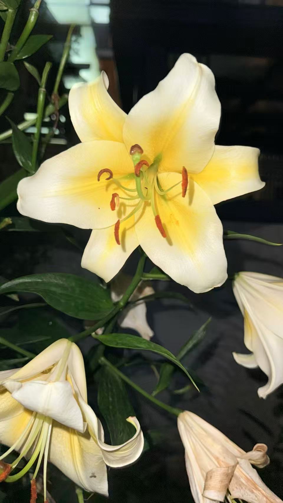 曾经保存的被好好珍惜之花