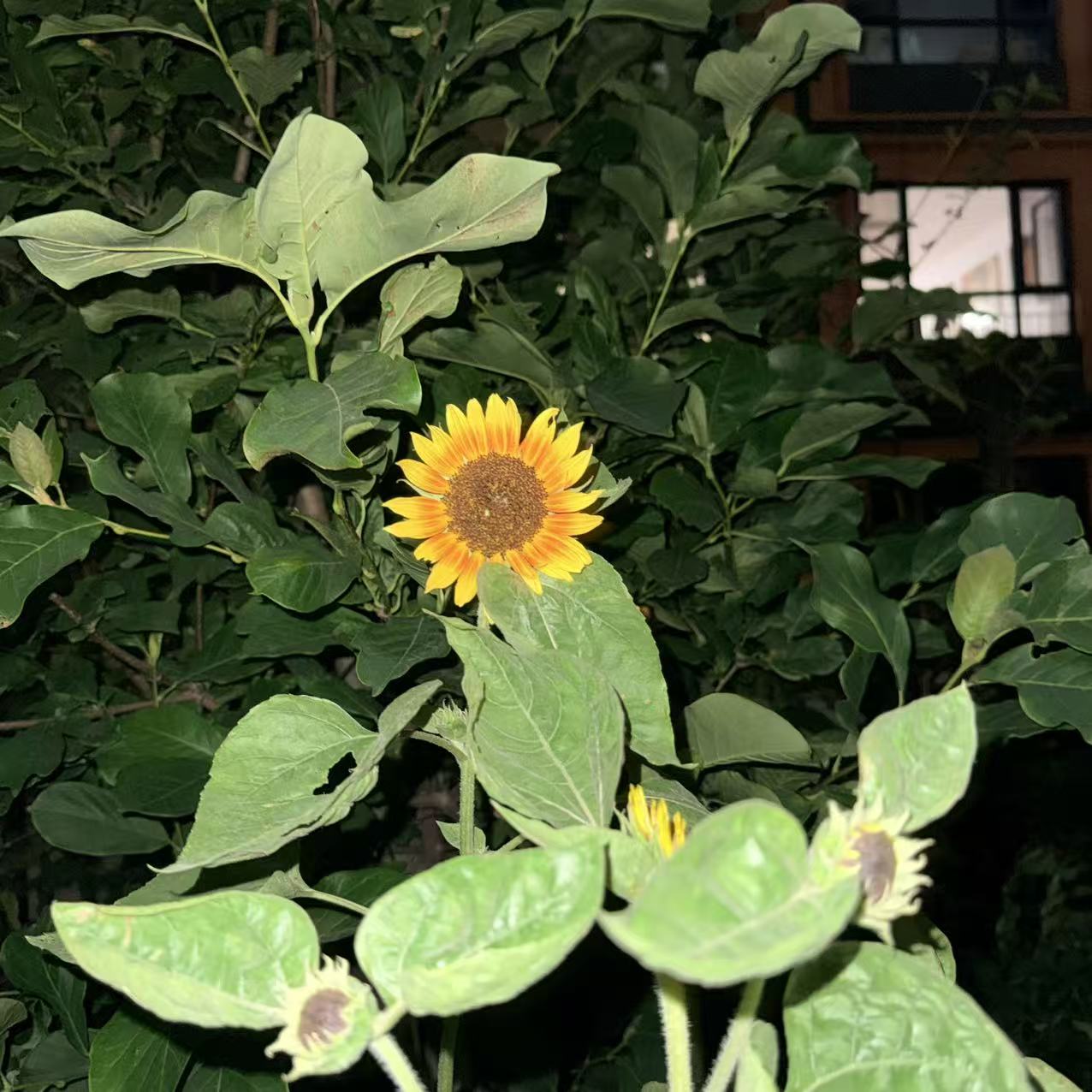 曾经保存的开心之花
