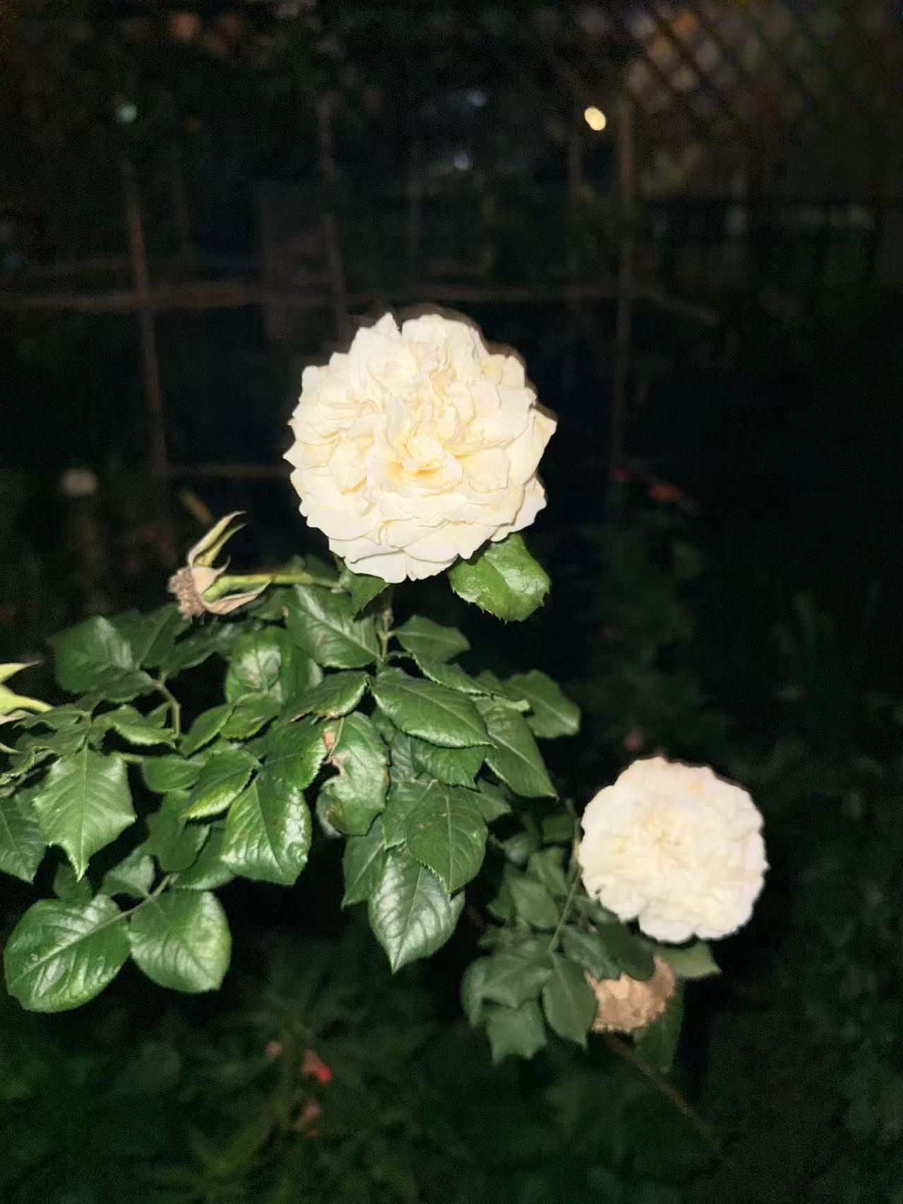 曾经保存的好运之花